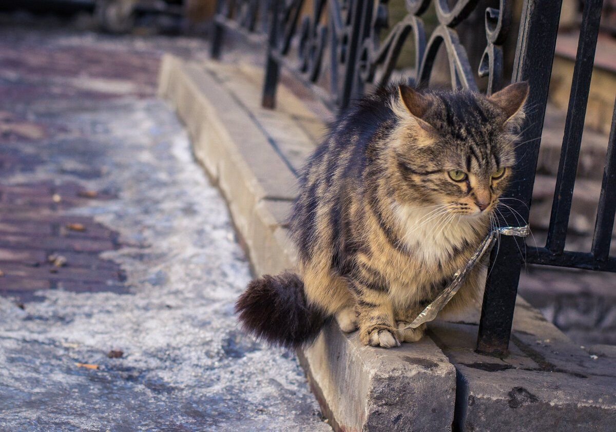 Кошка на улице. Коты на улице. Кошечка на улице. Коты на улице грустные.