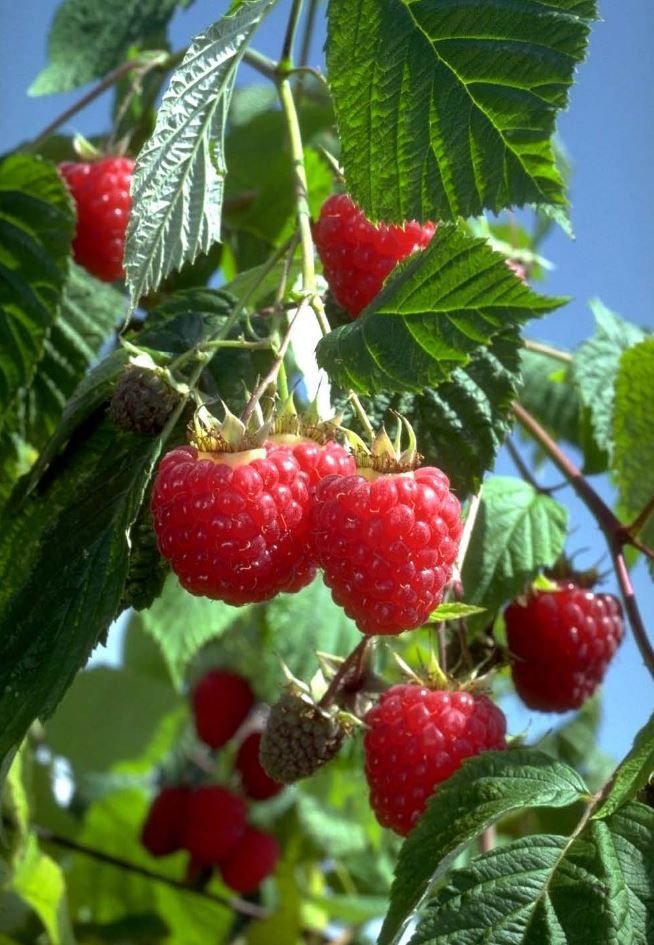 Малиновый растет. Малина Херитейдж. Малина Дикая Лесная. Малина Лесная -Rubus idaeus. Малина Глен Эмпл.