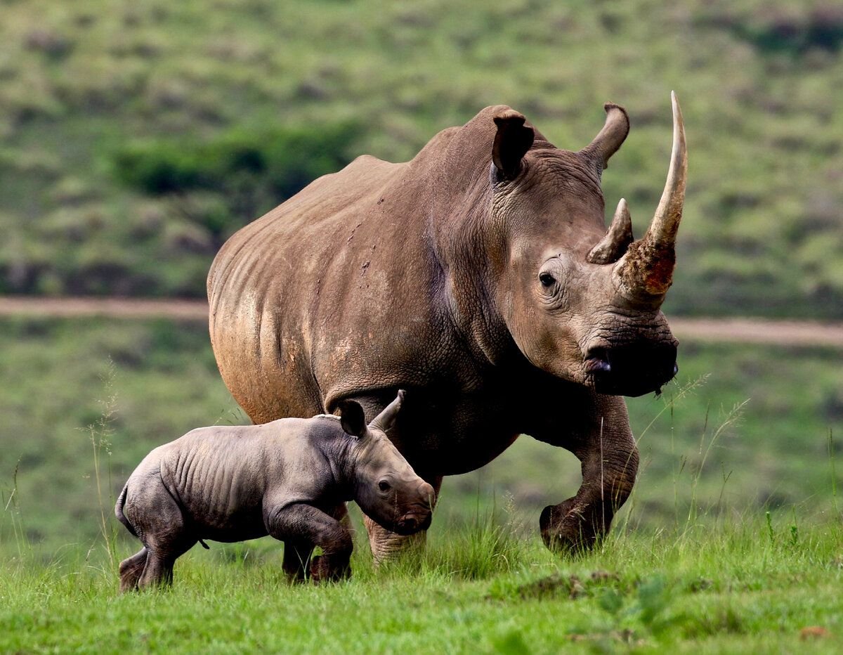 Как называют носорога. Черный носорог. Rhino Африкан. Южный белый носорог. Камерунский черный носорог.