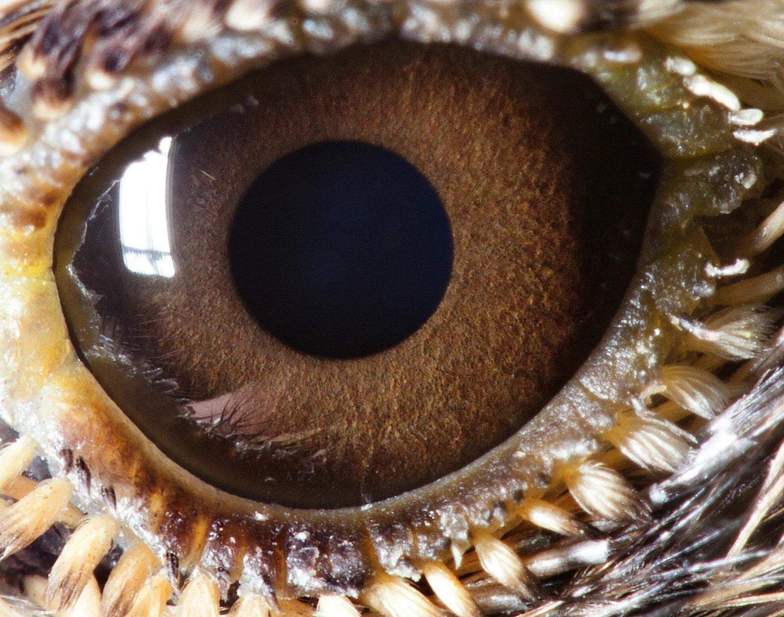 Цвет глаз птиц. Сурен Манвелян глаза. Сурен Манвелян глаза животных. Необычные глаза животных. Глаз крупным планом.