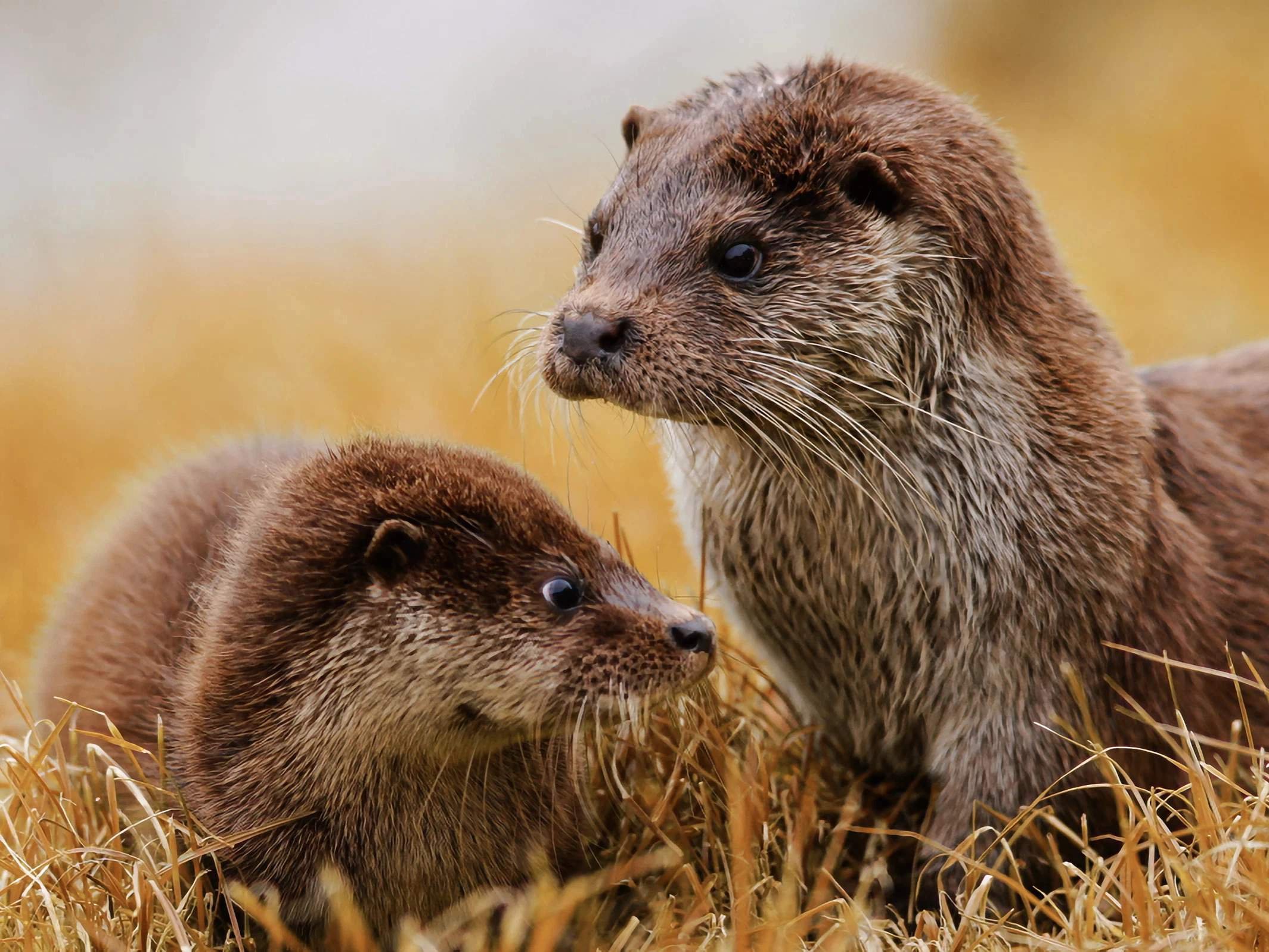 Образ жизни обыкновенного. Otter b3. Витязь калан. Otters in uk.