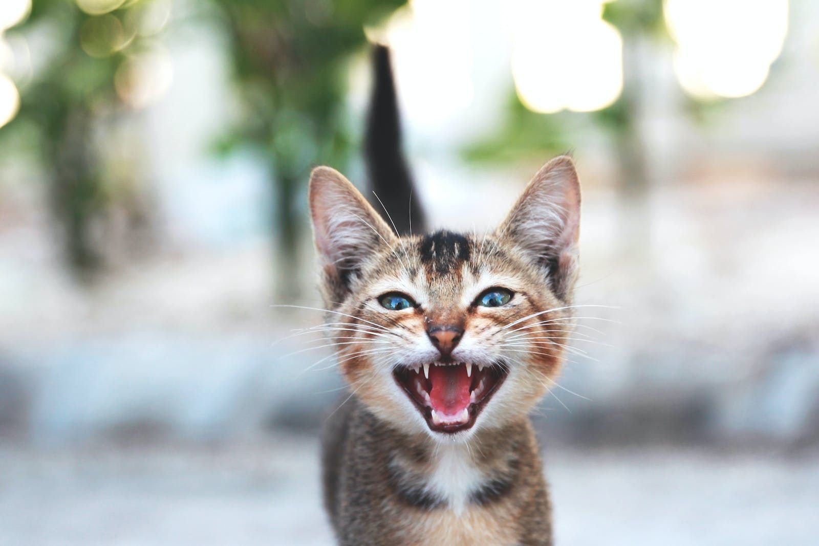 Звуки злых котов слушать. Котенок мяукает. Мяуканье котят Kittens Meowing. Кошачий вой. Мяуканье кошки звук.