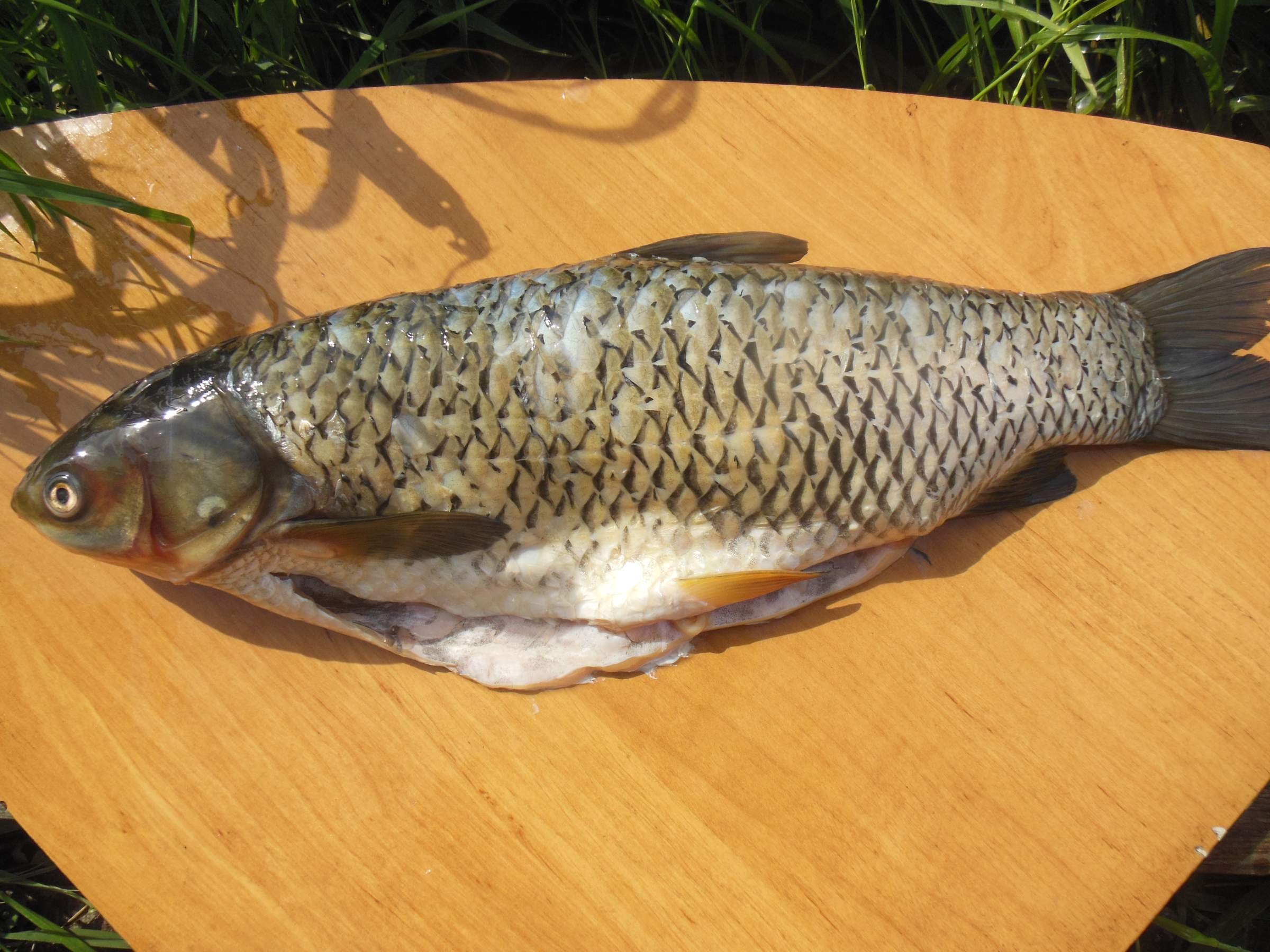 Белый амур рыба в духовке. Белый амур рыба в духовке. Амур запеченный в духовке. Белый амур блюда. Белый амур рыба как приготовить.