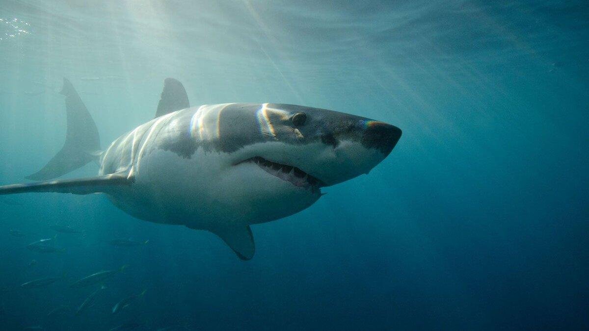 фотографии страшные акулы