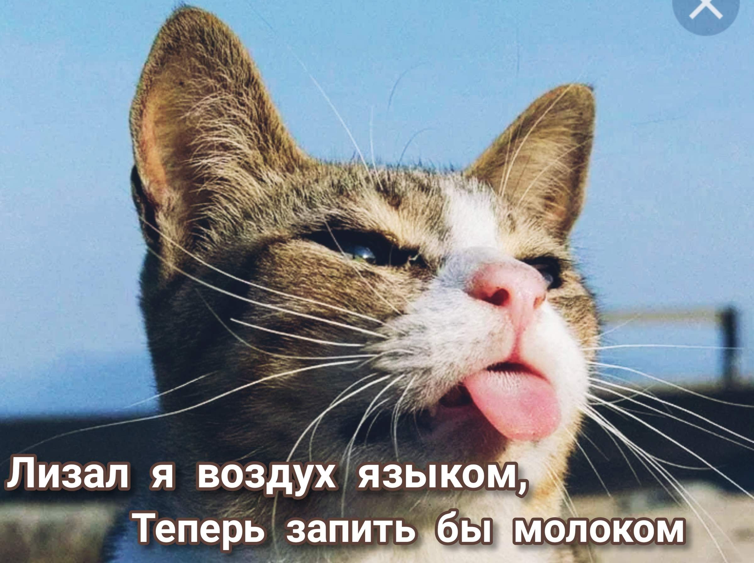 Смешные фотки котов