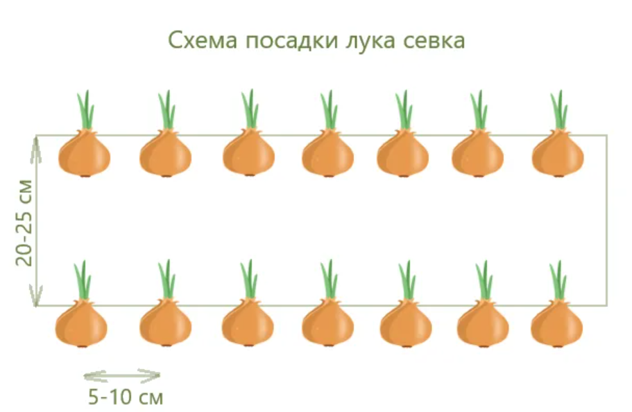 Как садить лук схема посадки