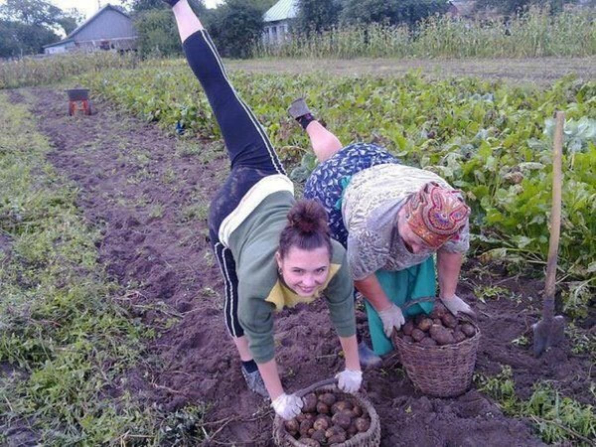 Картошку ставь. Приколы про огород и дачу. Приколы про дачу. Копают картошку на даче. Смешные картинки про дачу и огород.