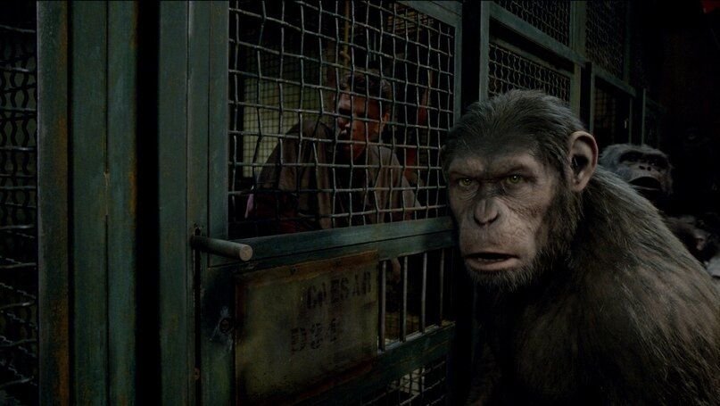 Планета обезьян 2011. Планета обезьян восстание 2011. Планета обезьян восстание 2011. Планета обезьян восстание 2011. Восстание планеты обезьян 2011.