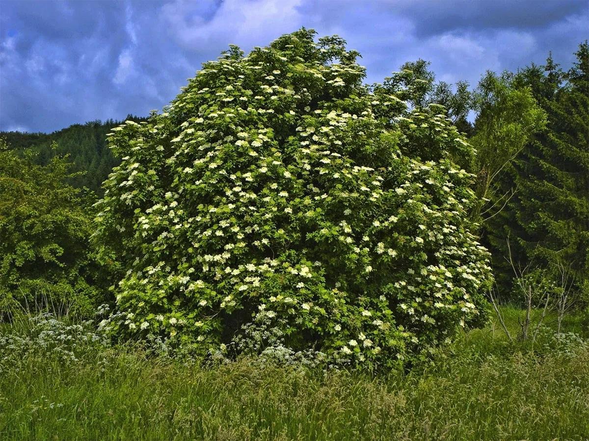 Кустарник со. Sambucus nigra. Бузина черная кустарник. Бузина черная Самбукус Нигра. Бузина черная дерево.