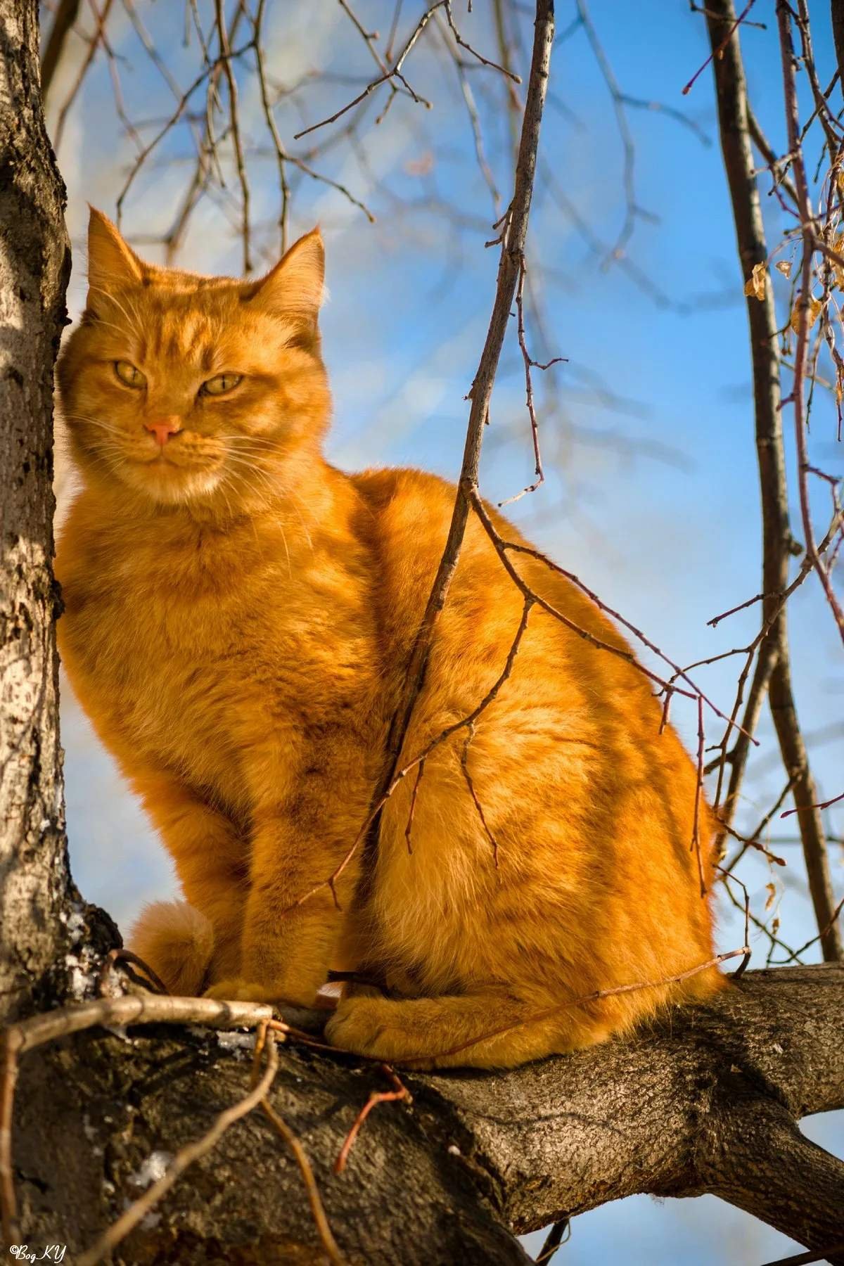 Рыжий кот весной картинки