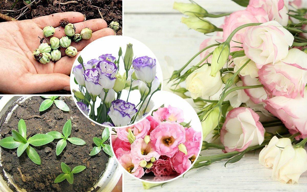 эустома однолетник. как правильно сажать эустому. эустома садовая многолетняя. эустома в открытый грунт. эустома пикировка.