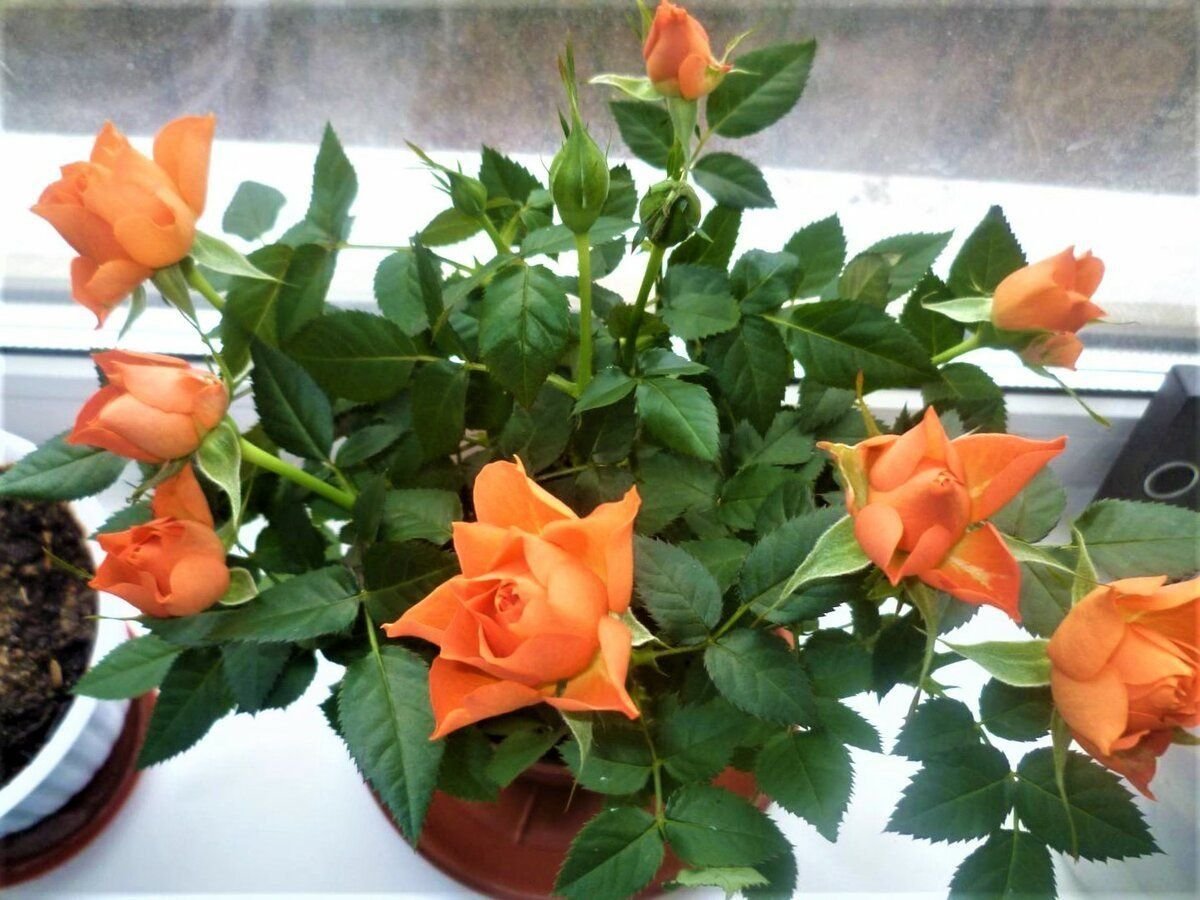 Как правильно ухаживать за горшечными розами | Ученый агроном | Пульс ...