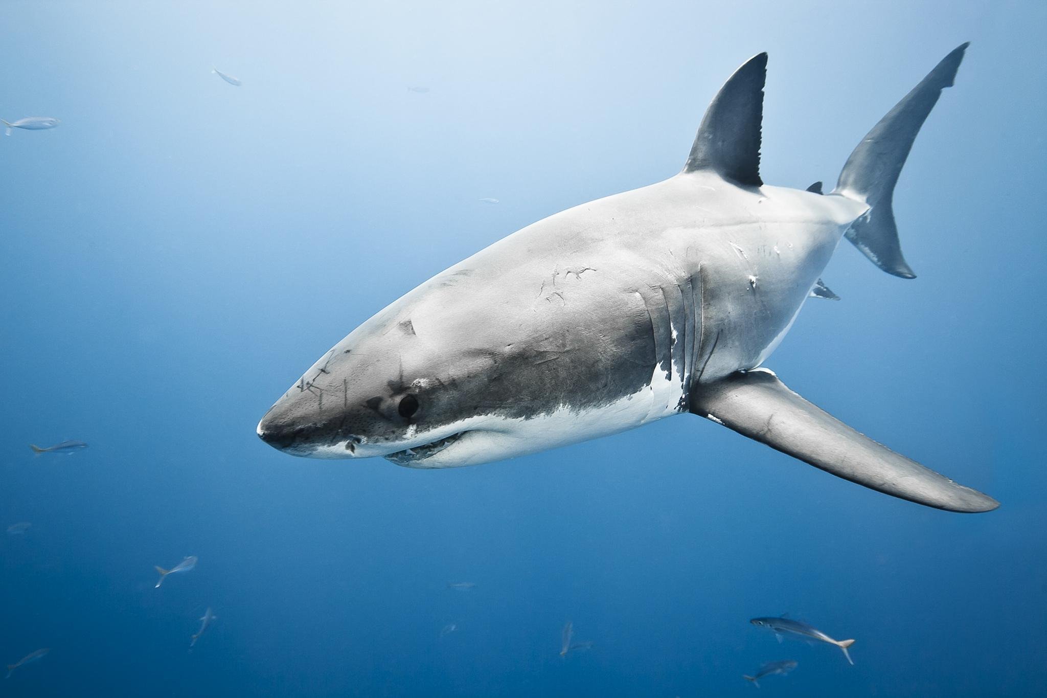 Про акулу. Акула кархародон. Белая акула кархародон. Great White Shark , Carcharodon carcharias,. Большая белая акула (great White Shark).