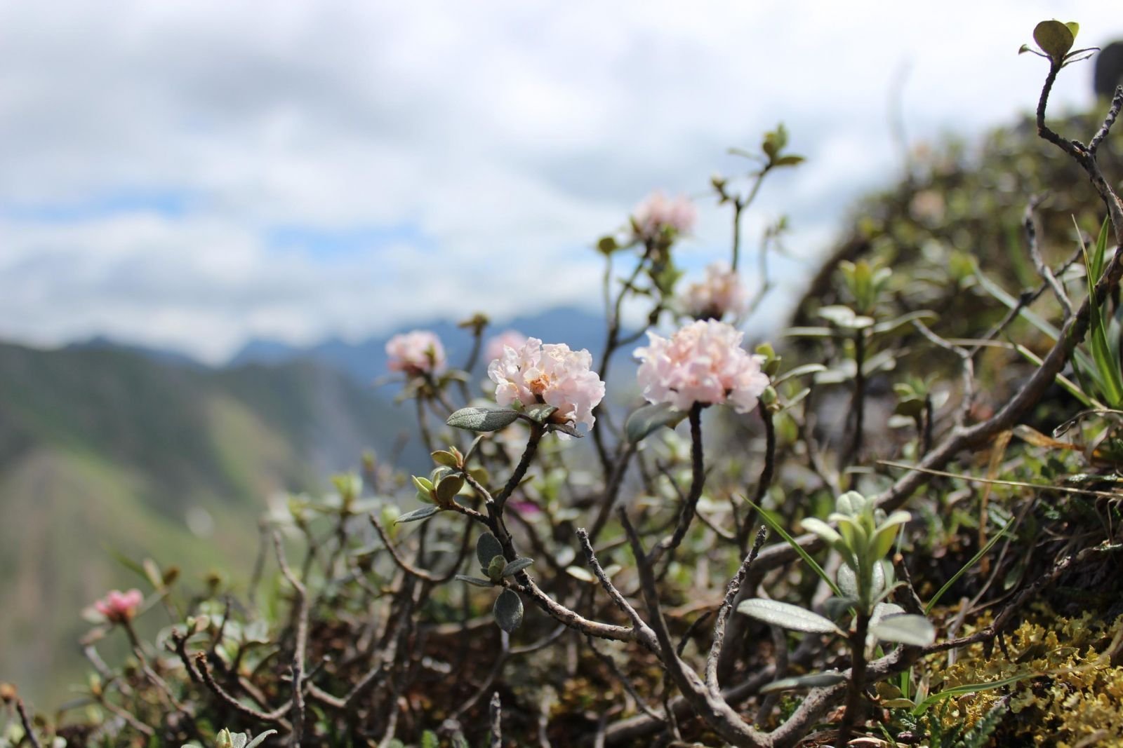 Трава дали. Рододендрон Саган дайля. Рододендрон Адамса. Рододендрон Адамса (Rhododendron adamsii). Саган дайля цветы.