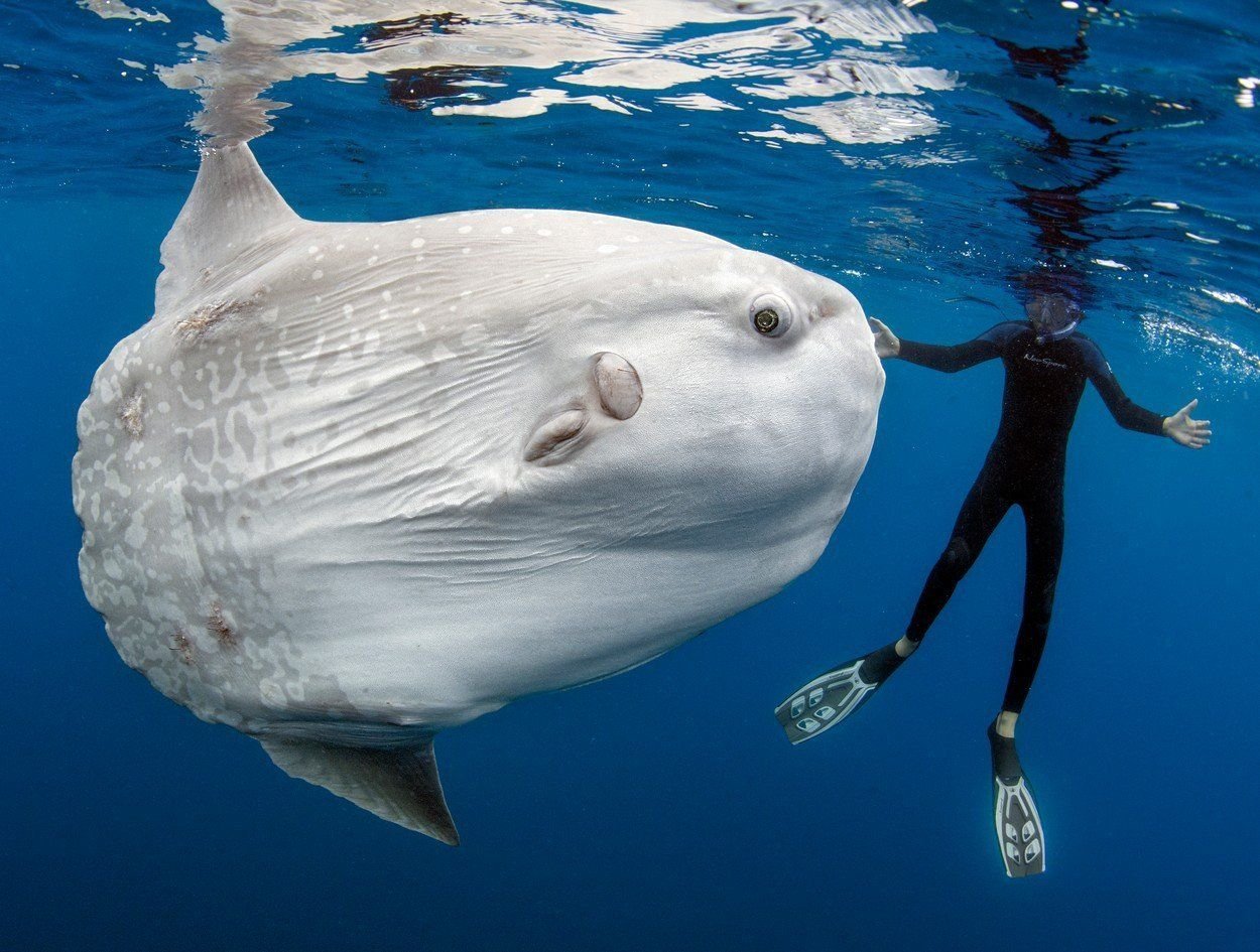 Крупная морская. Обыкновенная Луна-рыба Mola Mola. Рыба Луна мола мола. Sunfish рыба. (Mola Mola) рыба солнца.