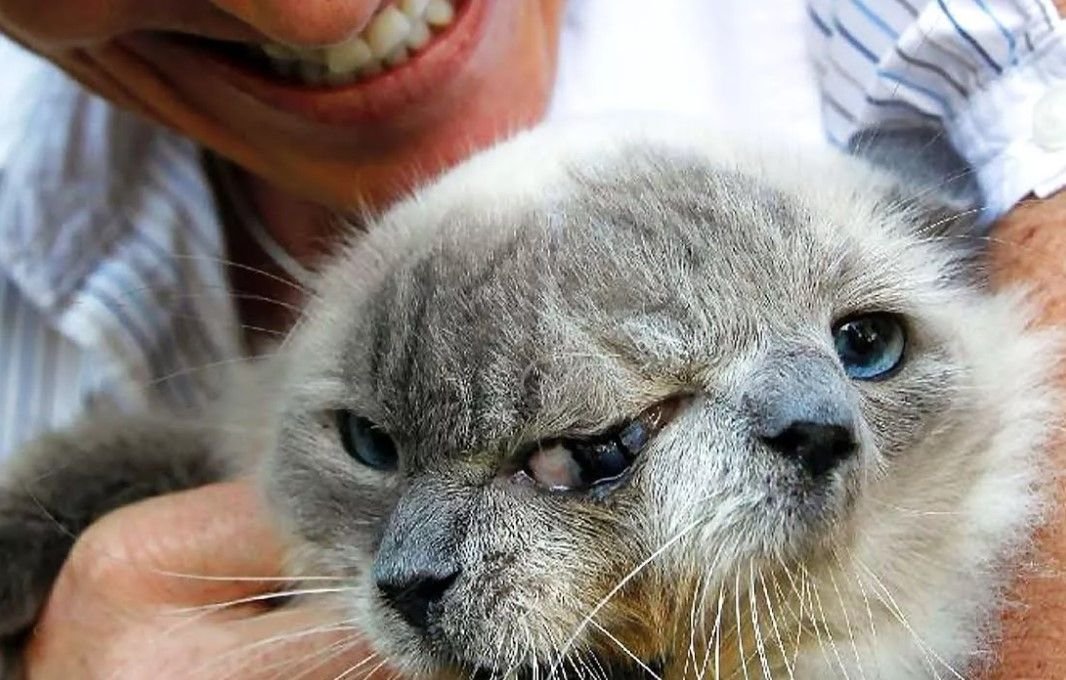 Кот 2 головы. Кот 2 головы. Кот 2 головы. Кот 2 головы. Кот 2 головы.