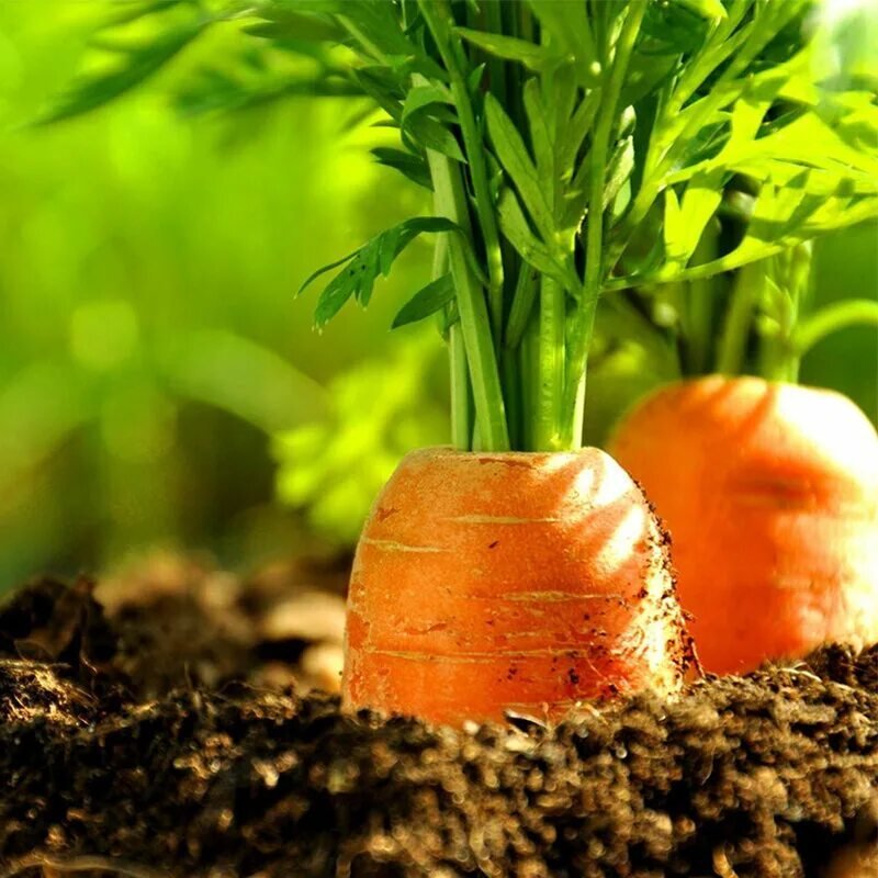 Как растет морковь. Морковь на грядке. Морковь в огороде. Морковь в земле. Морковная грядка.