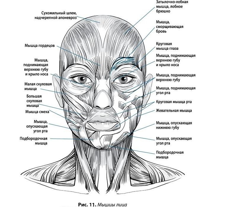 Функции лица. Мимические мышцы лица анатомия функции. Мышцы лица и шеи анатомия для косметологов. Мимические мышцы лица анатомический атлас. Мимические мышцы лица топографическая анатомия.