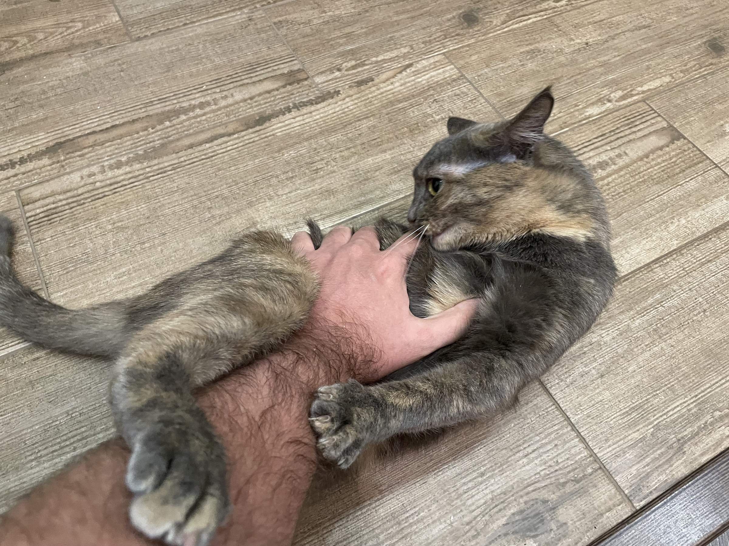 Почему кошка кусает. Почему кошка лижет Мои руки и кусает.
