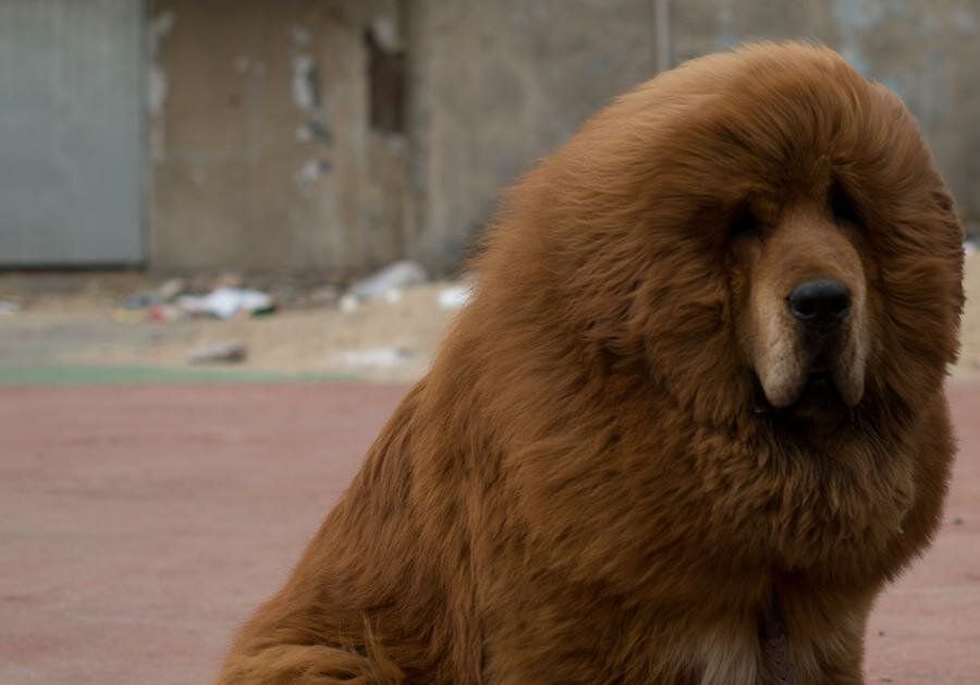 тибетский мастиф хонг донг. лев собака характеристики. собака похожая на льва. тибетский мастиф. лев николаевич толстой быль лев и собачка.