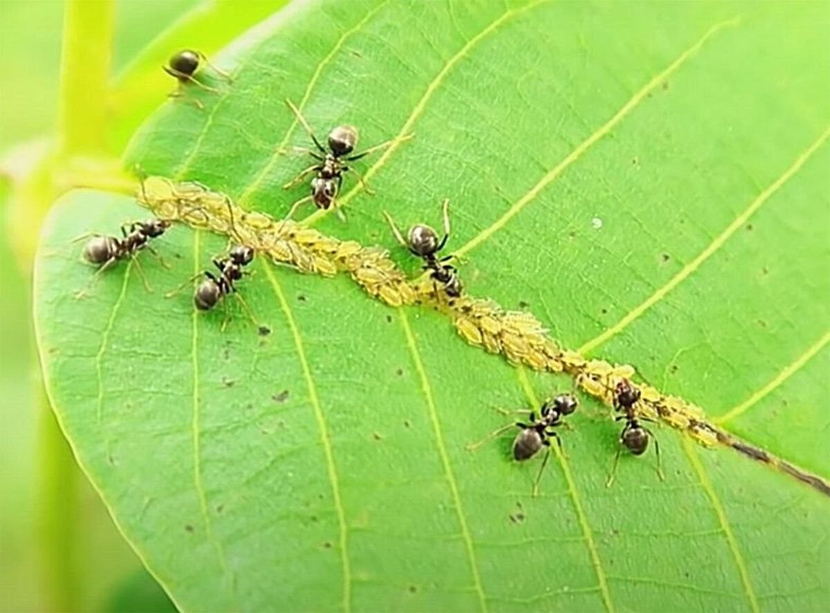 Тля рыжий муравей тип биотических отношений. Муравьи пасут тлю. Падь тли. Тля и муравьи. Муравьи питаются тлей.