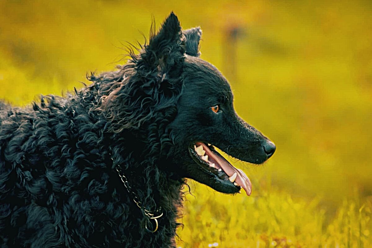 Croatian Shepherd Dog перевод