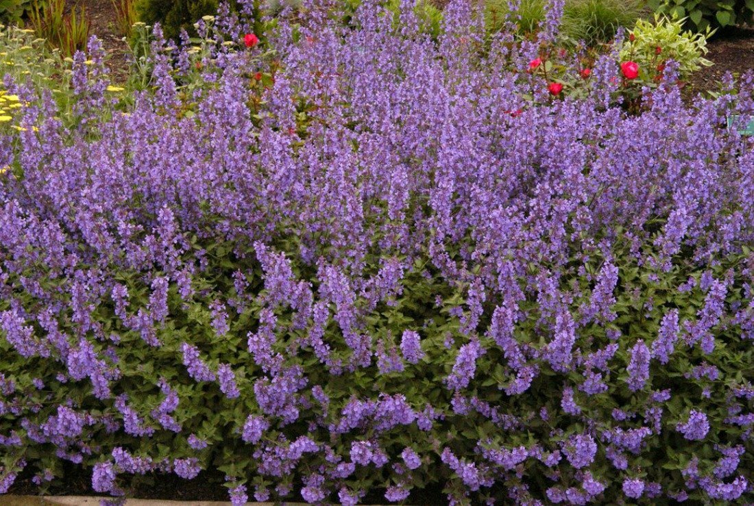 Котовник Фассена (Nepeta faassenii \`Six Hills giant\`)