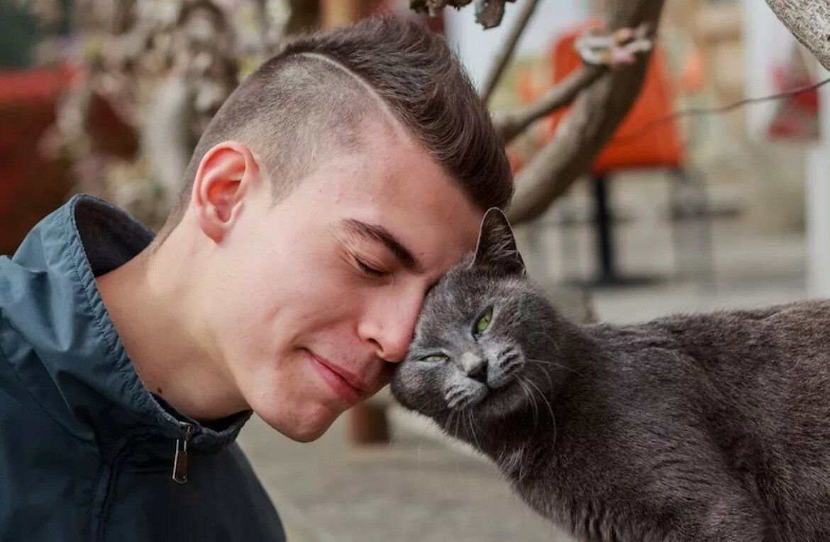 Cats doing cat. Коты и хозяева. Кот ластится. Кошка и хозяин.