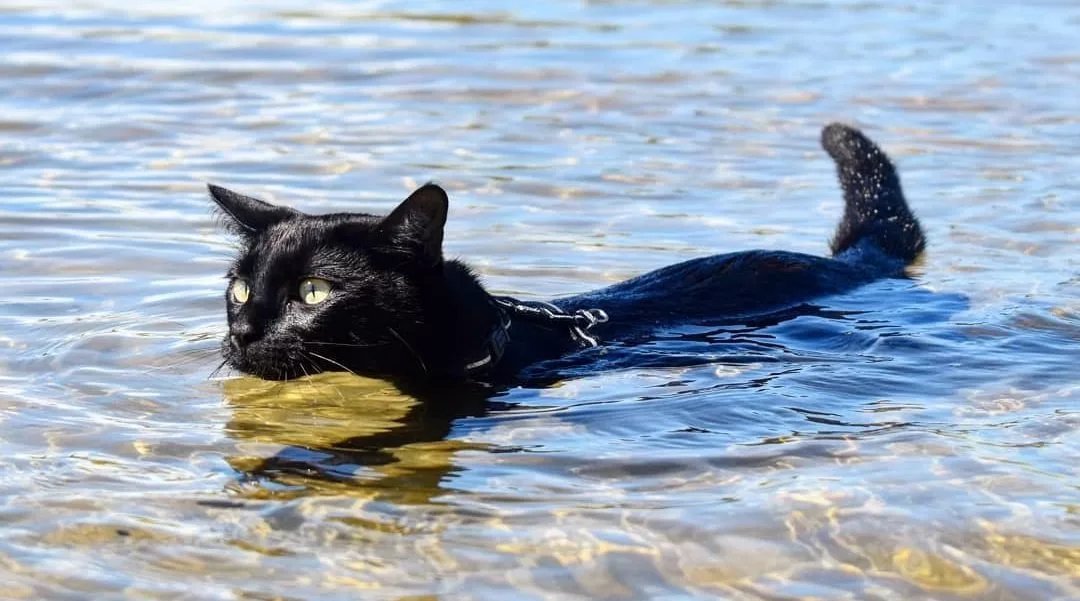 Кот плывущий по реке. Кошка плывет. Кот купается в море. Коты плавают. Черный кот плавает.