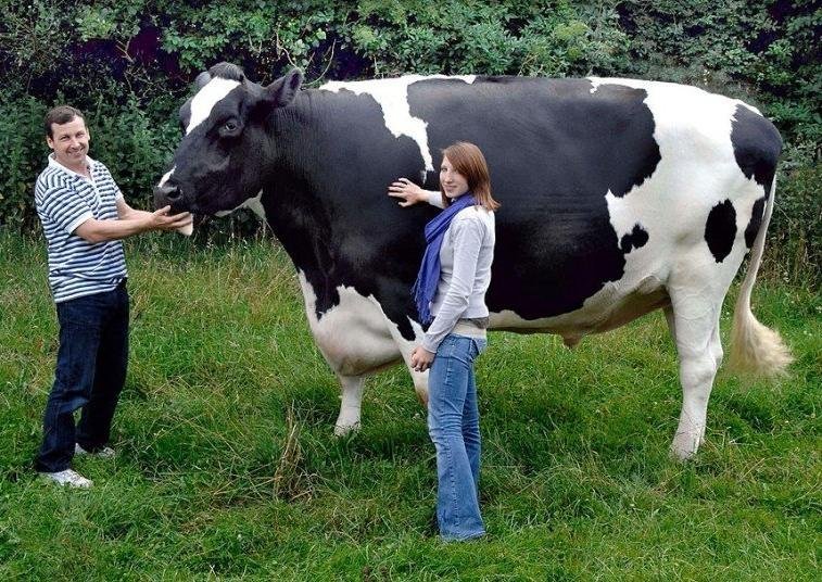 Самая худая корова в мире фото