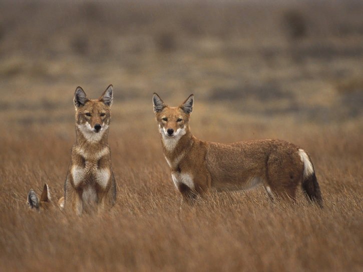 Эфиопский шакал. Эфиопский Шакал (canis simensis). Canis simensis. Абиссинский волк. Ethiopian Wolf.