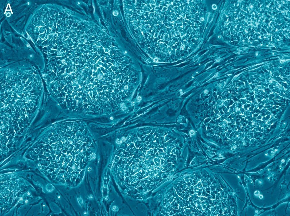 Стволовые клетки картинки