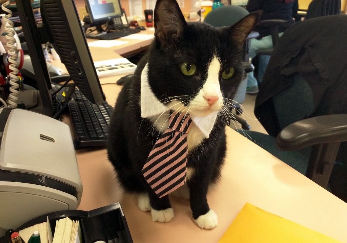 Котик в офисе