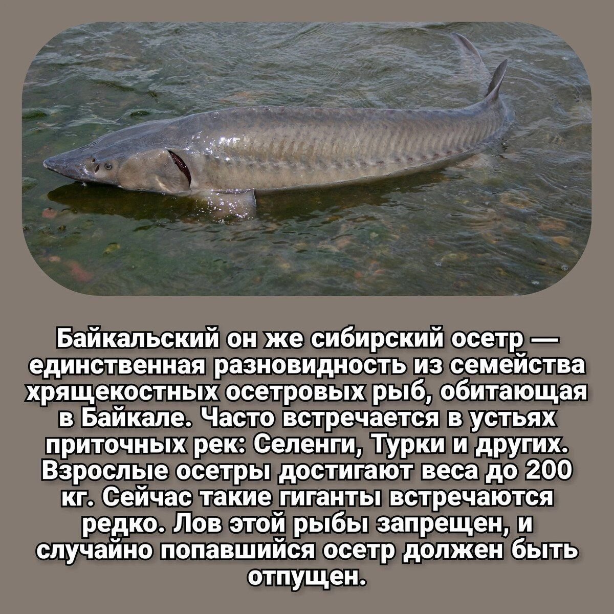 Ценная рыба 5 букв. Самые большие рыбы Байкала. Крупная рыба Байкала. Самая большая рыба в Байкале. Самая крупная рыба Байкала.