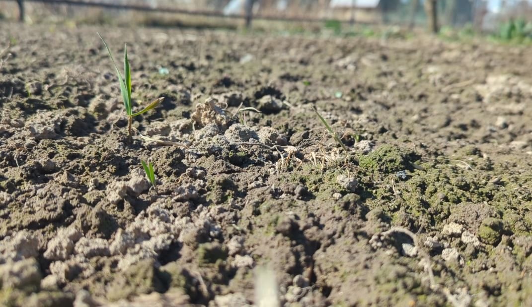 навоз весной