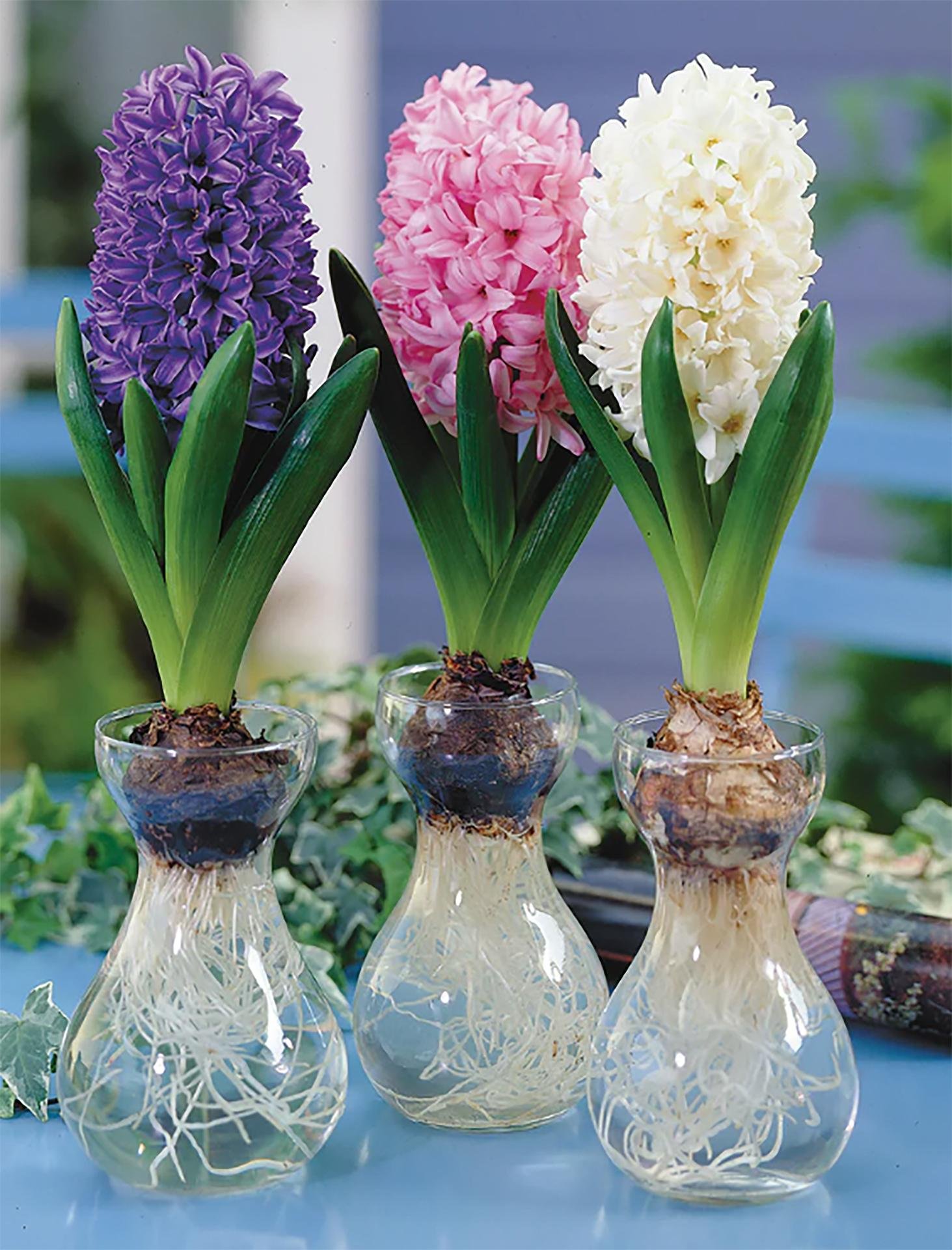 Как сажать гиацинт. Как сажать гиацинт. Как сажать гиацинт. Гиацинт спринг микс 3 шт. Гиацинт корень.