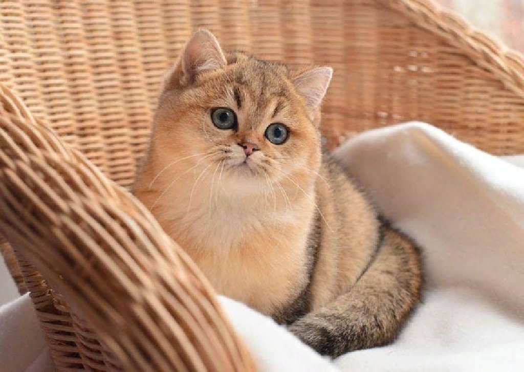 Золотые кошечки. Британская Золотая шиншилла. Британская короткошёрстная Золотая шиншилла. Британские коты Золотая шиншилла. Британская кошка Золотая шиншилла.