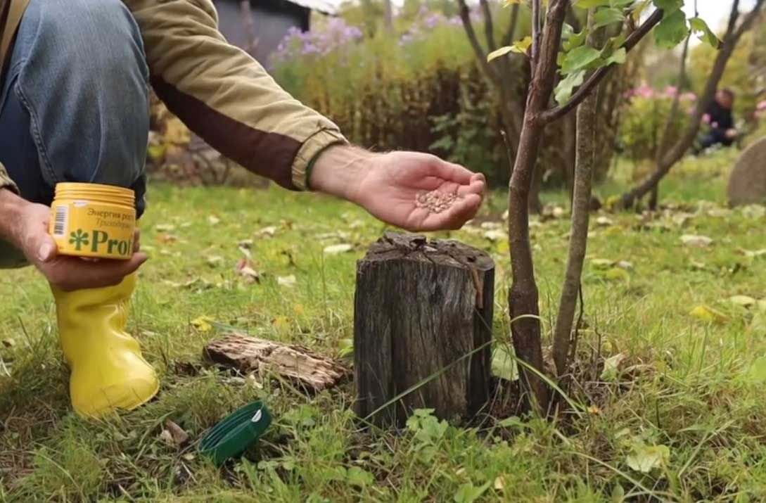 Селитра для удаления пней