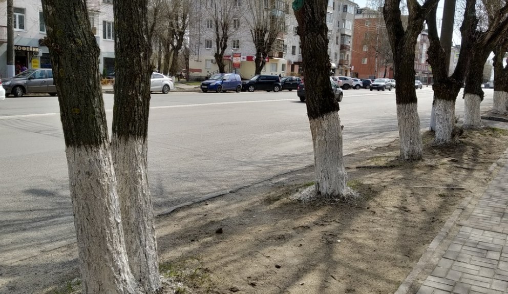 Побелка деревьев в городе