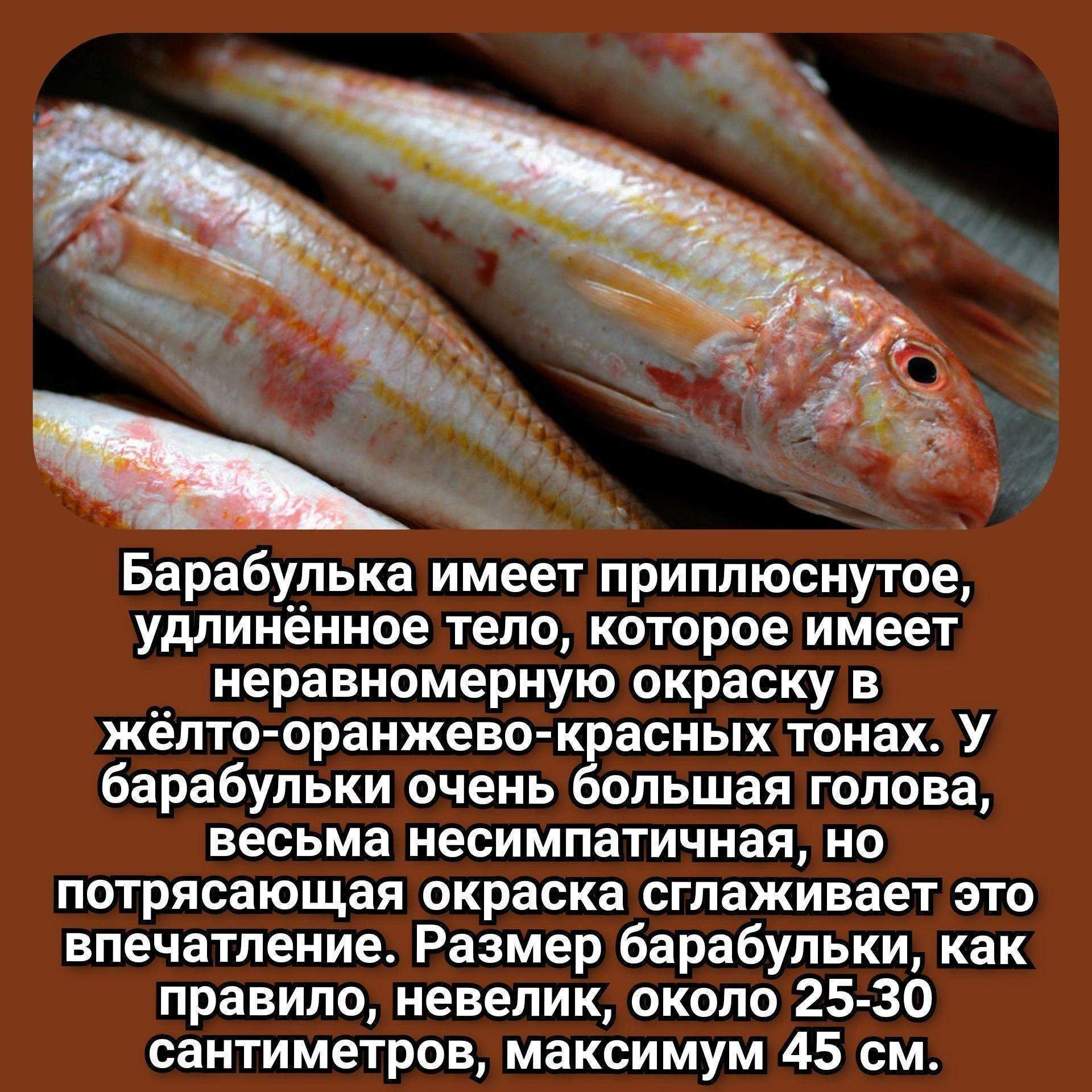 рыба барабулька картинки