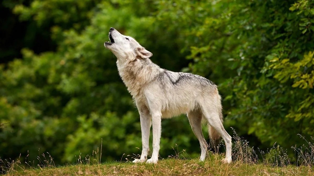 Апеннинский волк
