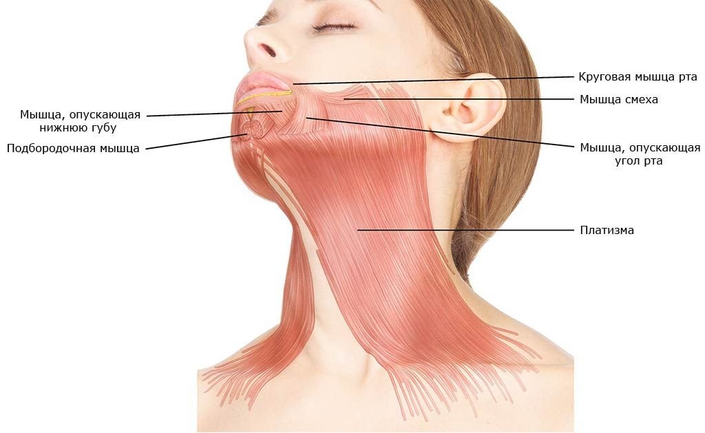 Фото мышцы шеи и лица