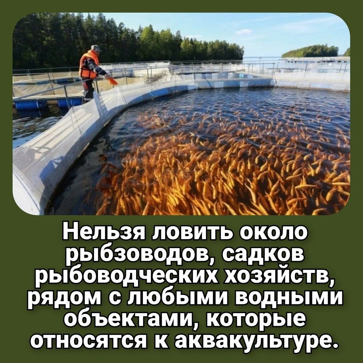 Какую рыбу нельзя ловить с 1 апреля. Почему золотых рыбок нельзя выпускать в водоемы