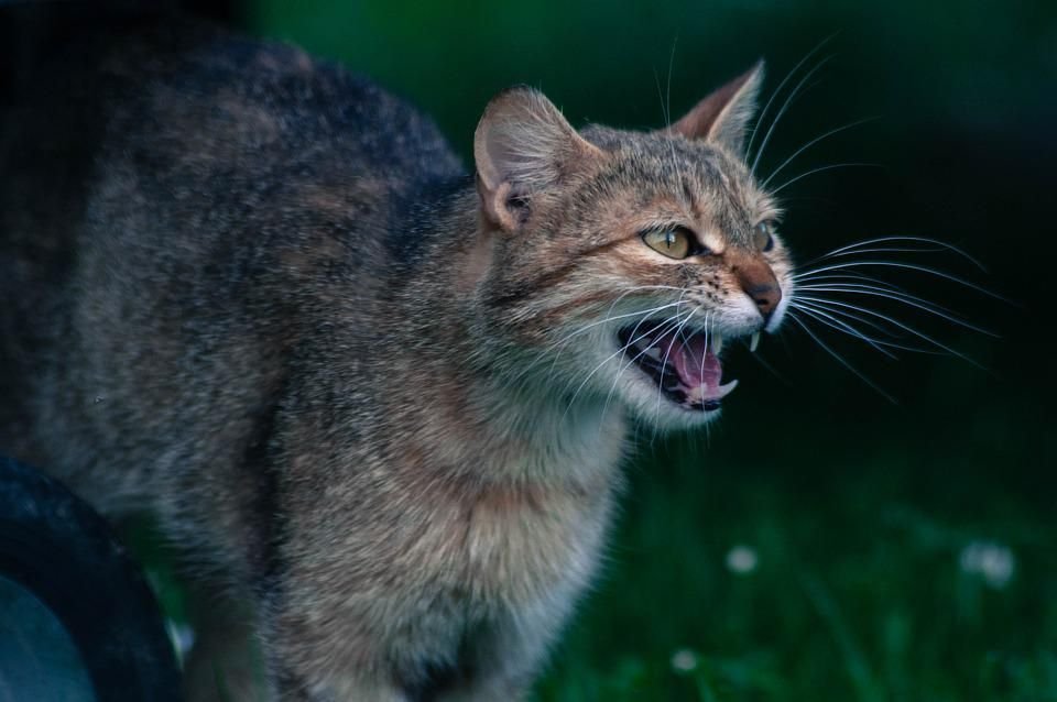 Агрессивные коты. Агрессивная кошка. Почему кот рычит. Злая кошка. Кошка шипа.