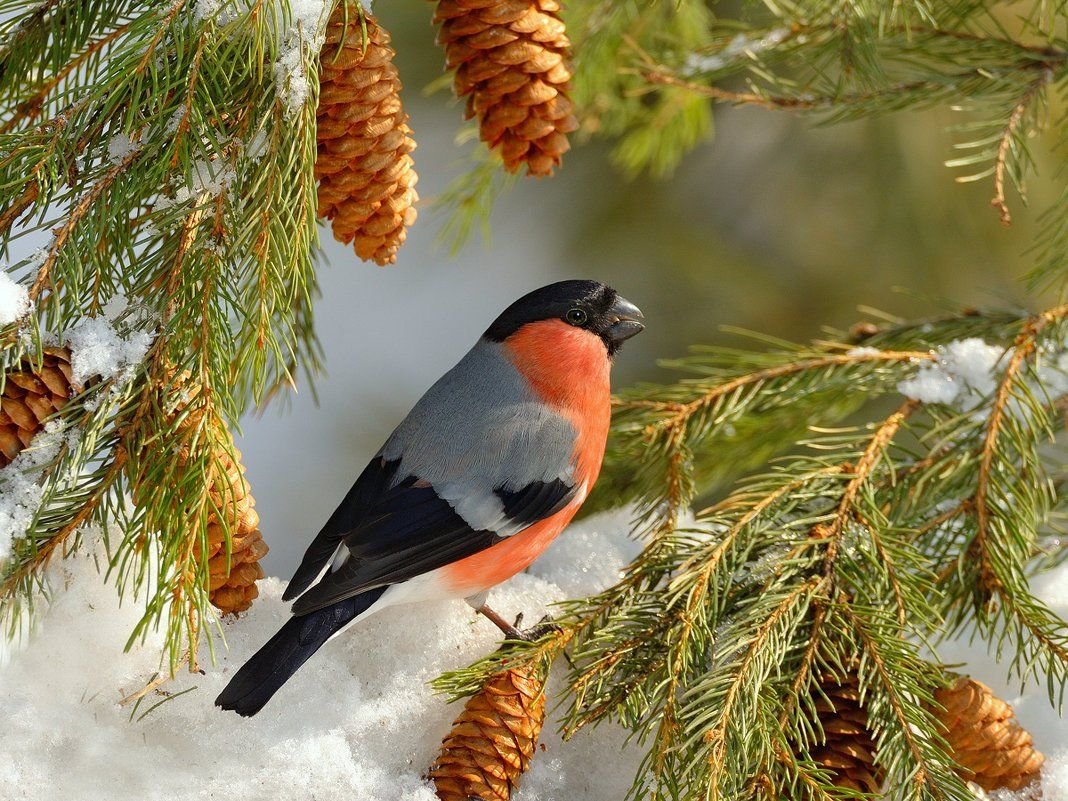 Зимующая птица снегери