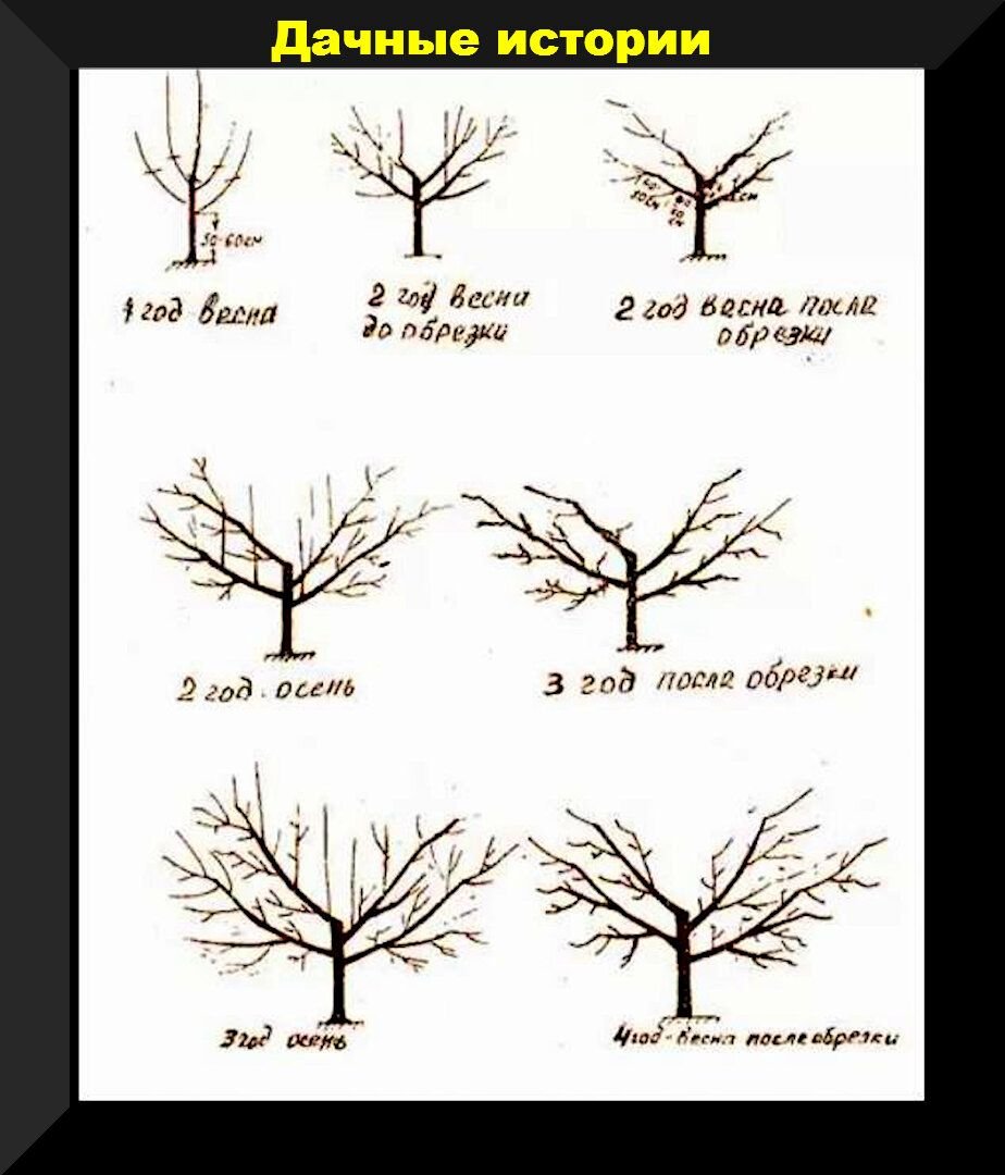 Схема обрезки плодовых деревьев весной. Правильно обрезать яблоню осенью схема подрезки. Схема обрезки плодовых деревьев осенью. Формовочная обрезка плодовых деревьев. Схема обрезки плодовых деревьев весной.