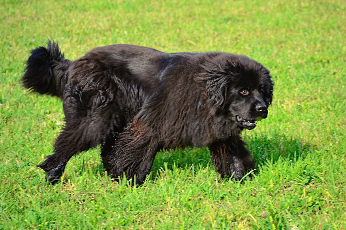 Большая черная собака ньюфаундленд размер