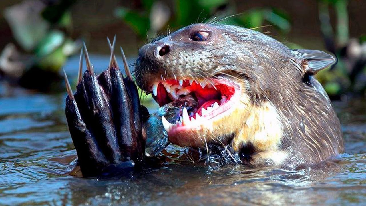 Giant River Otter