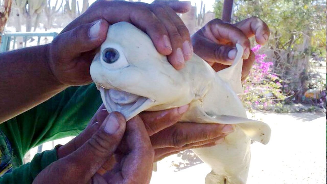 Одноглазая акула-альбинос