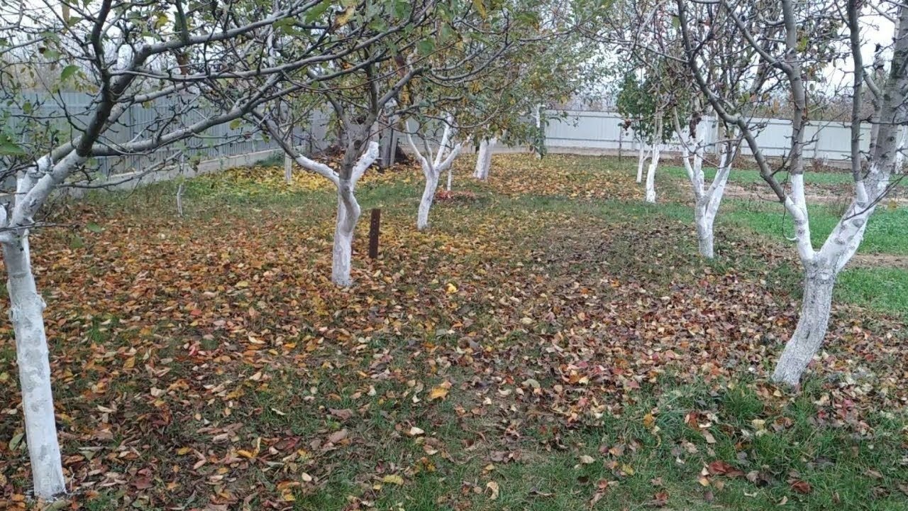 Чем побелить деревья осенью